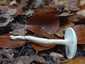 Elefántcsont-csigagomba (Hygrophorus eburneus), Budai-hegység